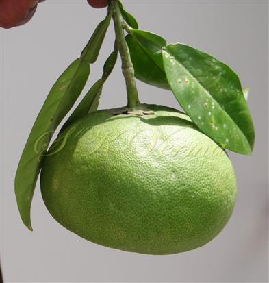  Fruit
